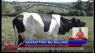 AKASATTIRO MU BALUNZI - Ab'ebijambiya batemye ente z'abatuuze