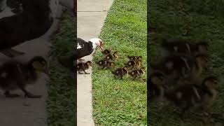 Mother Muscovy Duck Leads Her Adorable Ducklings on an Adventure!