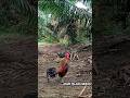 KOKOK AYAM HUTAN MERAH SUMATRA PIKAT RED Di Kota Lubuklinggau #ayamhutan