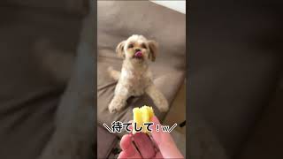 寝起きの犬にお芋食べる？って聞いてみた トイプードル×ペキニーズ　#shorts