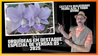 FEATURED ORCHIDS - Special Sales 05 - 2025 - CATTLEYA WALKERIANA BLUE STONE X DIVINE TOUCH