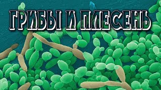 КАК ВЫГНАТЬ ГРИБЫ И ПЛЕСЕНЬ ИЗ ОРГАНИЗМА?