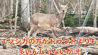 【5/10 北海道フライフィッシング】あまりに釣れなくて...支笏湖はエゾシカの方がトラウトよりも多いんじゃないか説