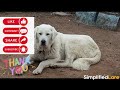 30 giant dog breeds you will love can you guess the biggest