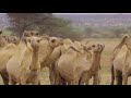 beautiful somali camels