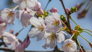 太平川堤の桜