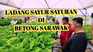 🔴LAWATAN LADANG SAYUR SAYURAN ANJURAN DUN 37. BUKIT SABAN BETONG👍