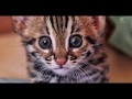 Orphaned leopard cat first moment in the jungle at Cambodia Wildlife Sanctuary - ElephantNews