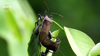 มวนนักกล้ามถั่วLegume Pod Bugs