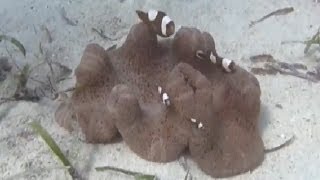 トウアカクマノミ Saddleback clownfish