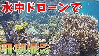 【沖縄 サンゴ】沖縄読谷村にある、さんご畑。水中ドローンで珊瑚を撮影しました！