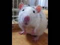 【見つめる瞳。。 eyes staring 】 shorts ファンシーラット ラット fancyrat rats エキゾチックアニマル 小動物