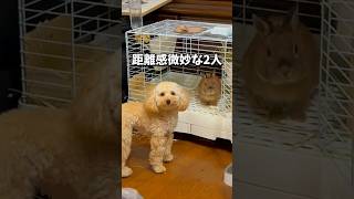 久々に会った織姫と彦星の空気 #うさぎ #犬 #rabbit #dog #七夕 #織姫 #彦星