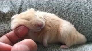 【ハムスター】寝落ちしてしまうハムスターがとても面白い！かわいい！~Hamster Fall Asleep~【寝落ち】