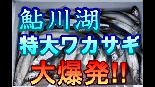 【鮎川湖ワカサギ釣り】特大ワカサギ　ボート釣り爆釣！！PART2