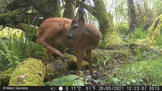 Cameraval - wildcamera Strex maakt prachtige opname van jonge reebok Rundvoort Oelegem 26 mei 2021