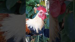 Beautiful rooster / Kanawayon grey / #shorts / #shortsbeta / #ytshorts / rooster no. 8