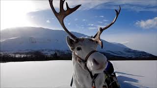 Reindeer ride Camp Tamok HD March 2019