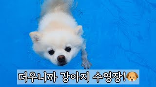 강아지와 담양 여행 | 강아지 수영장에 가요 | 폼피츠 달님이