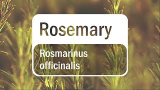 doTERRA Rosemary (Translated Subtitles)