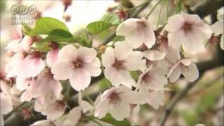 満開の桜の花