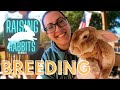 Raising Meat Rabbits (Part One):  Breeding | Tips, Tricks, How-To