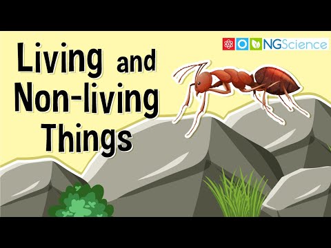 What are some nonliving things in a forest?