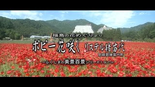 福島の花めぐりより　～ ポピー花咲く リステル猪苗代ハーブ園 ～