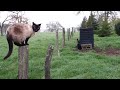 chiot schipperke jouant avec les chats maine coon et siamois