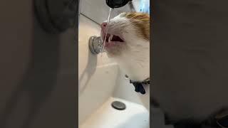 ただ水を飲むだけ。　#ねこ #保護猫 #shorts