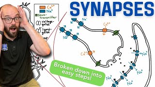 Synapses | Broken down into simple steps