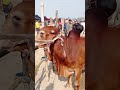 খামার উপযোগী লাল ষাঁড় গরুর_হাট shorts amazing animals trending cow viralvideo agriculture