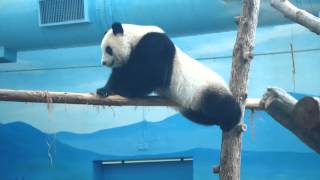 2015-10-03 圓仔吃窩窩頭Giant Panda Yuanzai eats steamed bun