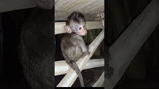 baby monkey stuck #animallover