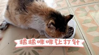 猫鼻支终于见好了！抢救回来一条命！