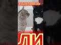 Удивительные животные юмор кошки