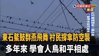 東石鰲鼓村「千燕亂舞」 民眾提防糞彈有奇招－民視新聞