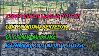 Burung zebra finch di kandang batre tak kunjung bertelur??? apa solusinya