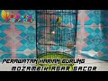 PERAWATAN HARIAN BURUNG MOZAMBIK.. AGAR CEPAT GACOR..!!!