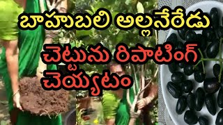 How to Repot Jamun plant/అల్లనేరేడు చెట్టును రిపాటింగ్ చెయ్యటం.