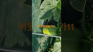 11번째 이웃농가 #성주참외 #농장생활 #성주군귀농귀촌연합회