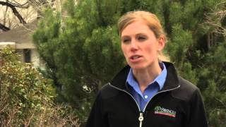 Professional Tree Services - Denver and along the Front Range