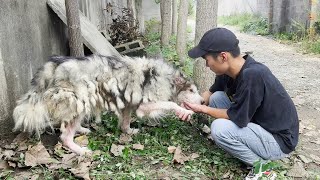 可憐的狗狗被拴著樹邊，叼著飯盆討要食物，遭到主人蠻橫踢打，狗狗委屈：能帶我走嗎？