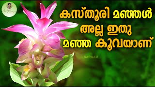 കസ്തൂരി മഞ്ഞൾ അല്ല ഇതു മഞ്ഞ കൂവയാണ് | Gardening Video | Koova