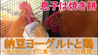 納豆ヨーグルト好き鶏～上位に余り叱られずに食べられた序列下位ニワトリ～