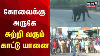 கோவைக்கு அருகே சுற்றி வரும் காட்டு யானை | Kovai