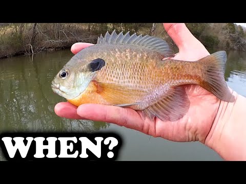 What is the best time to fish for bream?