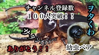 【ヲタくわ】チャンネル登録数１００人突破！！サタンオオカブト【プレ企画】