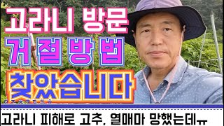 고라니 방문 거절 방법 찾았습니다 / 고라니 피해로 고추, 열매마 망했는데ㅠㅠ