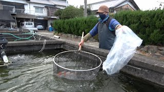 愛媛の錦鯉養魚場を訪問しました